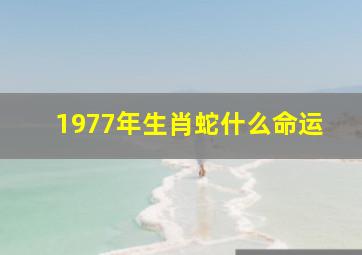 1977年生肖蛇什么命运