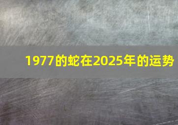 1977的蛇在2025年的运势