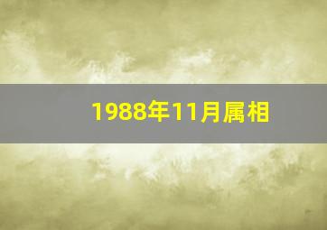 1988年11月属相