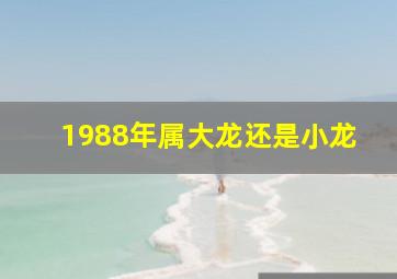 1988年属大龙还是小龙