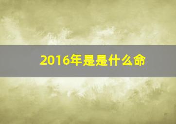 2016年是是什么命