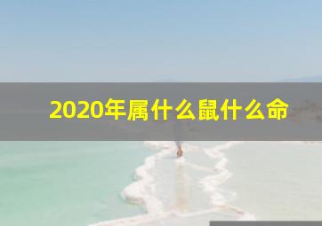 2020年属什么鼠什么命