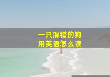 一只滑稽的狗用英语怎么读