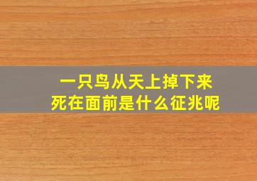 一只鸟从天上掉下来死在面前是什么征兆呢