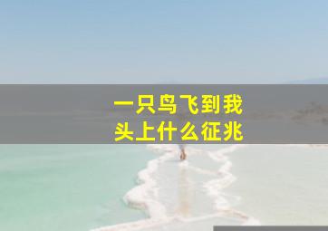 一只鸟飞到我头上什么征兆