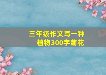 三年级作文写一种植物300字菊花