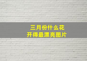 三月份什么花开得最漂亮图片