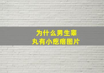 为什么男生睾丸有小疙瘩图片