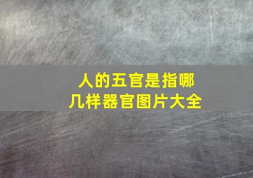 人的五官是指哪几样器官图片大全