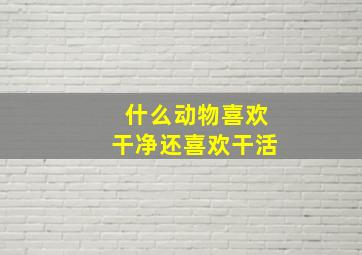 什么动物喜欢干净还喜欢干活