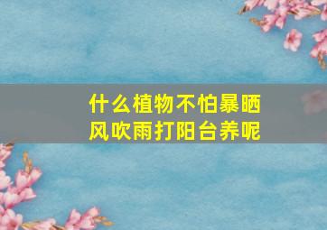 什么植物不怕暴晒风吹雨打阳台养呢