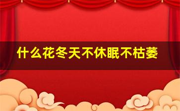 什么花冬天不休眠不枯萎