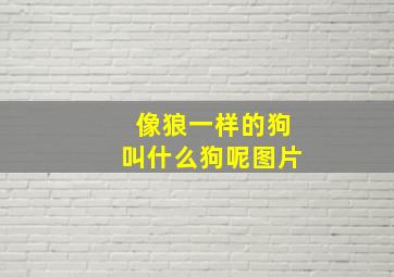 像狼一样的狗叫什么狗呢图片