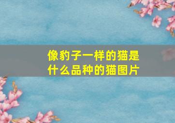 像豹子一样的猫是什么品种的猫图片