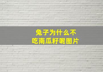 兔子为什么不吃南瓜籽呢图片