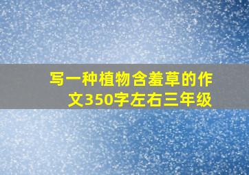 写一种植物含羞草的作文350字左右三年级