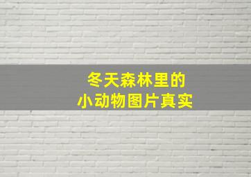 冬天森林里的小动物图片真实