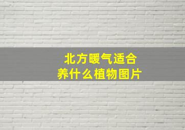 北方暖气适合养什么植物图片