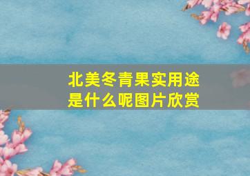 北美冬青果实用途是什么呢图片欣赏