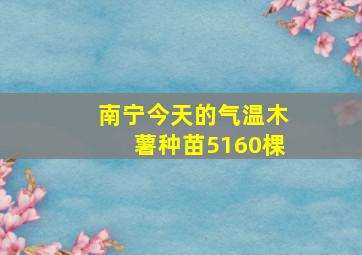 南宁今天的气温木薯种苗5160棵