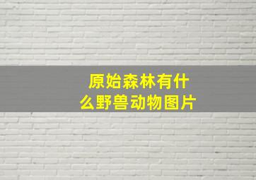 原始森林有什么野兽动物图片