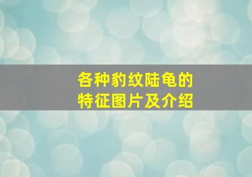 各种豹纹陆龟的特征图片及介绍