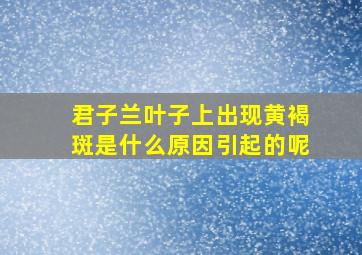 君子兰叶子上出现黄褐斑是什么原因引起的呢