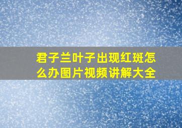 君子兰叶子出现红斑怎么办图片视频讲解大全