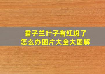 君子兰叶子有红斑了怎么办图片大全大图解