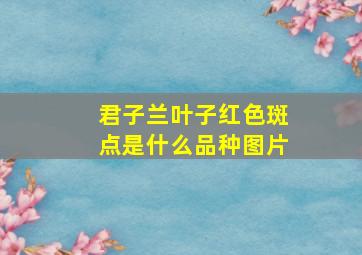 君子兰叶子红色斑点是什么品种图片