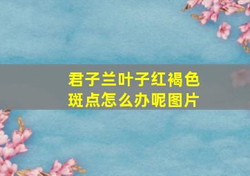 君子兰叶子红褐色斑点怎么办呢图片