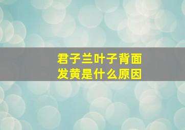 君子兰叶子背面发黄是什么原因