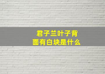 君子兰叶子背面有白块是什么