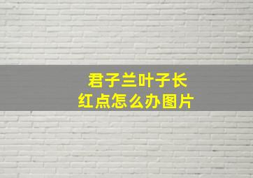 君子兰叶子长红点怎么办图片