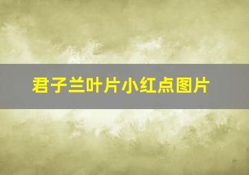 君子兰叶片小红点图片