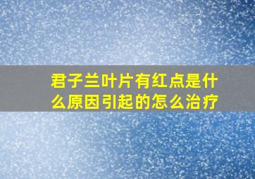 君子兰叶片有红点是什么原因引起的怎么治疗