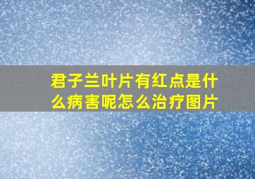 君子兰叶片有红点是什么病害呢怎么治疗图片