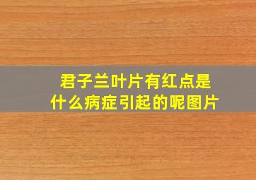 君子兰叶片有红点是什么病症引起的呢图片