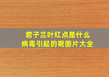 君子兰叶红点是什么病毒引起的呢图片大全