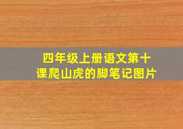 四年级上册语文第十课爬山虎的脚笔记图片