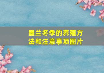 墨兰冬季的养殖方法和注意事项图片