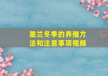 墨兰冬季的养殖方法和注意事项视频