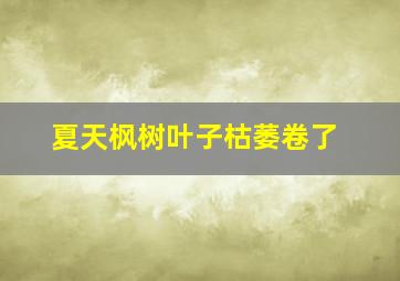 夏天枫树叶子枯萎卷了