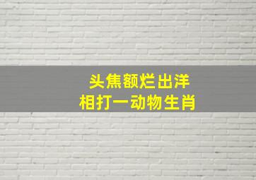 头焦额烂出洋相打一动物生肖