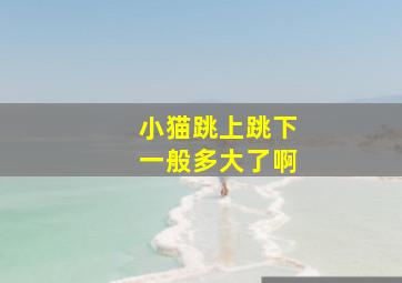 小猫跳上跳下一般多大了啊