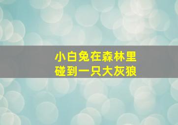 小白兔在森林里碰到一只大灰狼