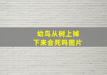 幼鸟从树上掉下来会死吗图片