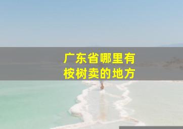 广东省哪里有桉树卖的地方