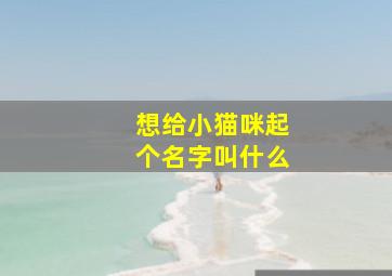 想给小猫咪起个名字叫什么