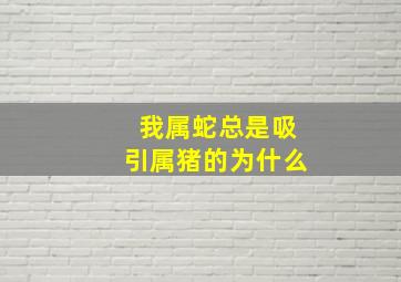 我属蛇总是吸引属猪的为什么